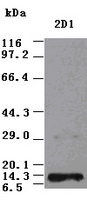 Neurotrophin 3 Antibody