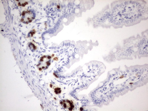 BrdU Antibody