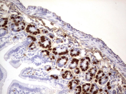 IdU Antibody