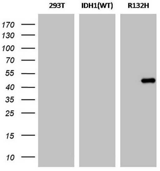 IDH1 Antibody
