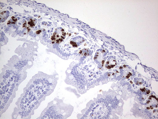 IdU Antibody