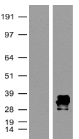 mKate Antibody