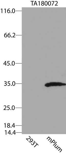 mPlum Antibody