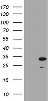 mOrange Antibody