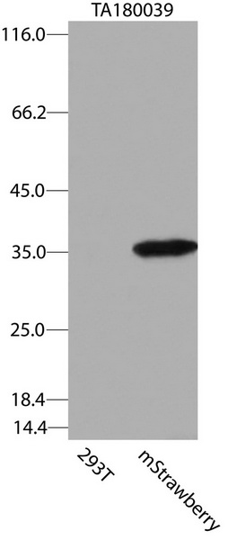 mStrawberry Antibody
