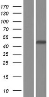 PCYT2 Human Over-expression Lysate