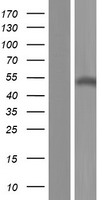 SH2D2A Human Over-expression Lysate