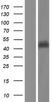 IVD Human Over-expression Lysate
