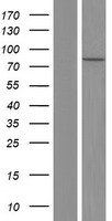 FES Human Over-expression Lysate