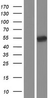 TGF beta 2 (TGFB2) Human Over-expression Lysate