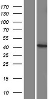 CYP27C1 Human Over-expression Lysate