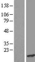 CRCP Human Over-expression Lysate