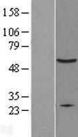 XIAP Human Over-expression Lysate