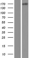 MEGF6 Human Over-expression Lysate