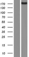 BAI2 (ADGRB2) Human Over-expression Lysate