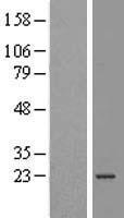 ATP5PO Human Over-expression Lysate