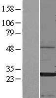CEACAM3 Human Over-expression Lysate
