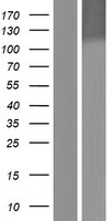 DDB1 Human Over-expression Lysate