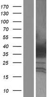 HOXA4 Human Over-expression Lysate