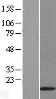 ID3 Human Over-expression Lysate