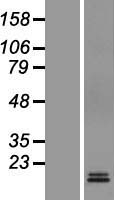 M6PR Human Over-expression Lysate