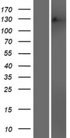 MSH3 Human Over-expression Lysate