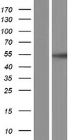 MEK5 (MAP2K5) Human Over-expression Lysate
