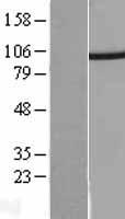 PSMD2 Human Over-expression Lysate