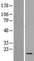 H2AC4 Human Over-expression Lysate