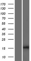H3FL (HIST1H3B) Human Over-expression Lysate