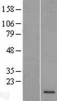 H4C7 Human Over-expression Lysate