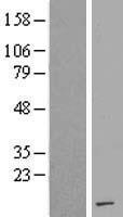 H4C5 Human Over-expression Lysate