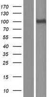 PCDHGA12 Human Over-expression Lysate