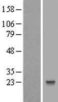 HESX1 Human Over-expression Lysate