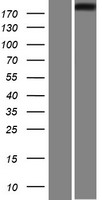 IQGAP1 Human Over-expression Lysate