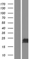 IEX1 (IER3) Human Over-expression Lysate