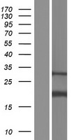 AP1S2 Human Over-expression Lysate