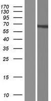 FUBP3 Human Over-expression Lysate
