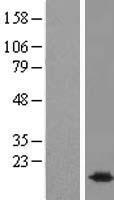 BUD31 Human Over-expression Lysate