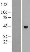 RHBDL1 Human Over-expression Lysate