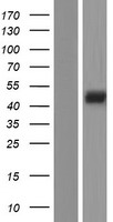 Endothelin B Receptor (EDNRB) Human Over-expression Lysate