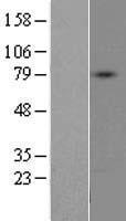 D aspartate oxidase (DDO) Human Over-expression Lysate
