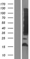 Aquaporin 4 (AQP4) Human Over-expression Lysate