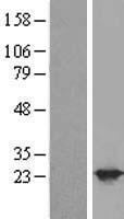 BAG2 Human Over-expression Lysate