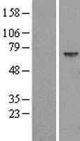 NAP1L3 Human Over-expression Lysate