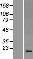 NDUFS5 Human Over-expression Lysate