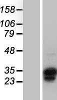 OVOL1 Human Over-expression Lysate