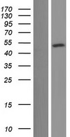 POU4F2 Human Over-expression Lysate