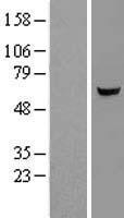 RABGGTA Human Over-expression Lysate