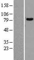 DDX1 Human Over-expression Lysate